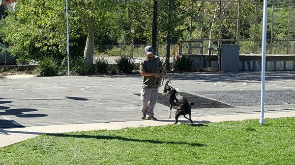 Sammy getting buzzed to teach her to stay away from Rattlesnakes at the Rattlesnake Aversion Training class