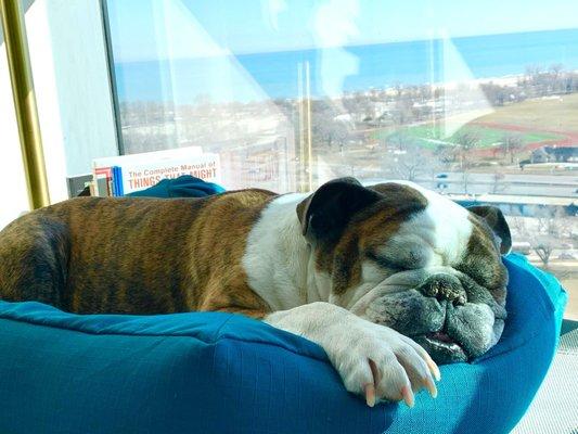 The incessant snoring of a Bulldog has officially made Chicago home.