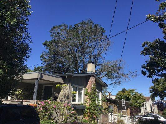 This tree. Is  was hit by    Lack. Of water. It's between two houses.  Surrounded by concrete.  Not ideal