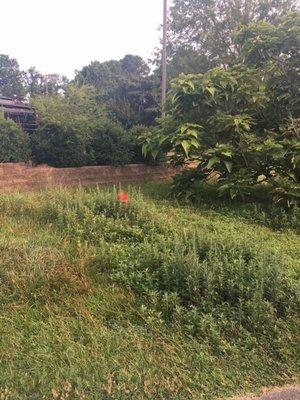 Overgrown grass and weeds.  Second summer in a row.