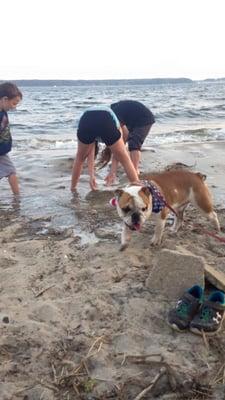 Here is our Spike at 16 months old at the beach with our kids.