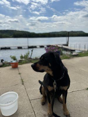 My dog Keeva, enjoying the views and her ice cold drink. Thank you, Cat Daddy's!