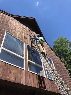 Carpenter bee work