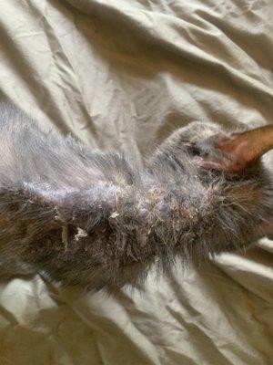 Bald spots and flaking skin during ringworm treatment (June 2021)