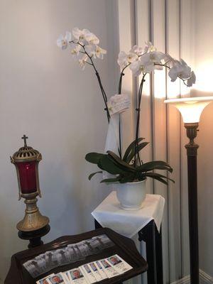 Orchids