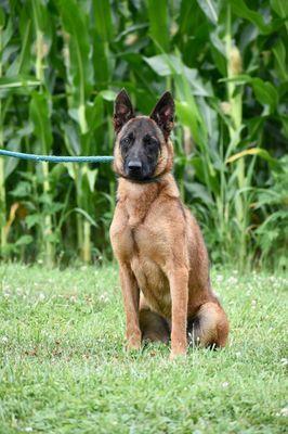 Carine the Family Protection Malinois