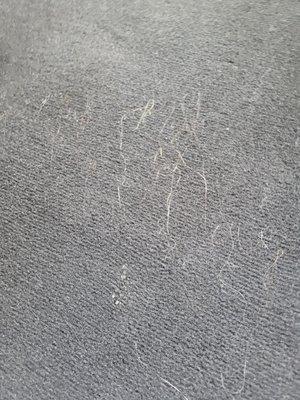 Dog hair on the floor