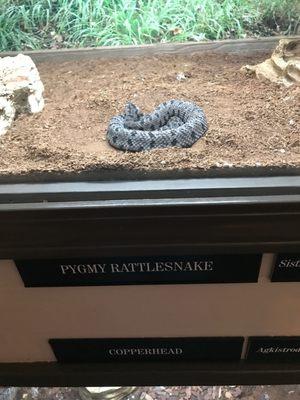 Pygmy rattlesnake.