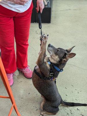 Cupcake excited his agility run was fun!