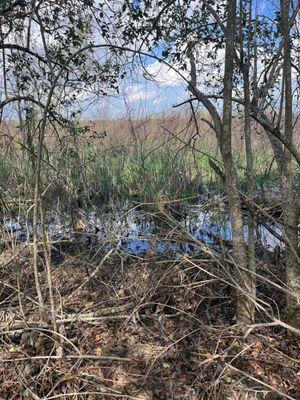 Protected reservoir that hosts birds, alligators and more.