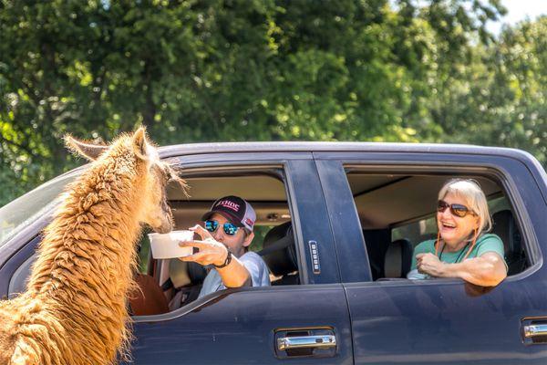 Getting to feed a llama is an experience our guests never forget.