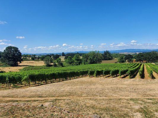 View while sitting on the tasting room patio