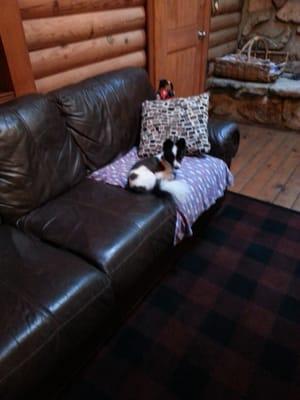 Perry the doggie enjoying the comfortable couch at the lodge