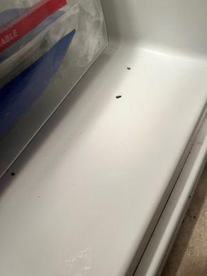 More refrigerator roaches.