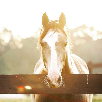 Therapy Horse