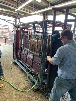 Checking out my heifer Ginger