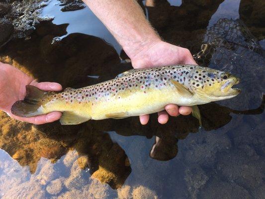 Healthy trout is one of the many fish carefully reared by fishery staff at Carpenters Brook Hatchery.