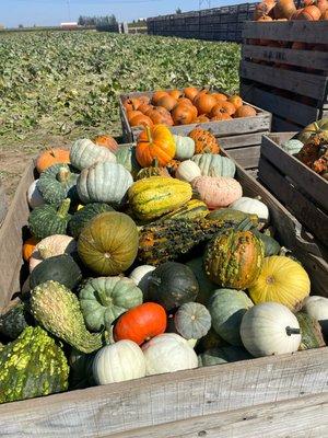 Pumpkins from the farm