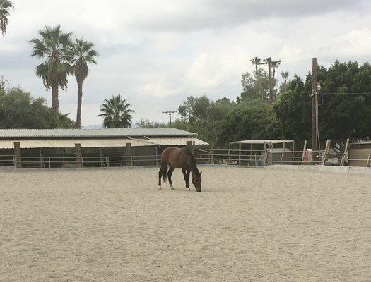 Relaxing in the Arena