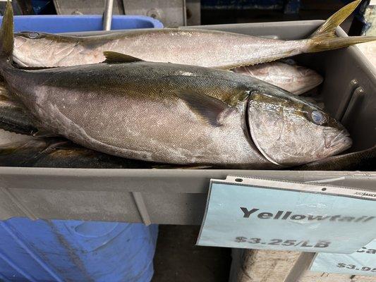 Yellowtail