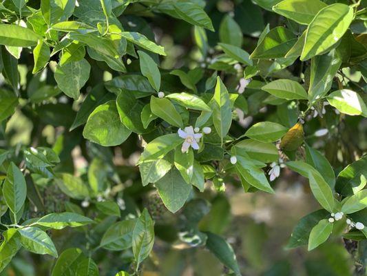 Orange blossoms