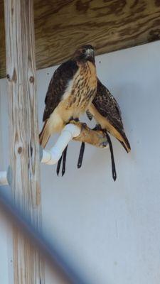 Red Tailed Haws (Ginger and Scarlett)