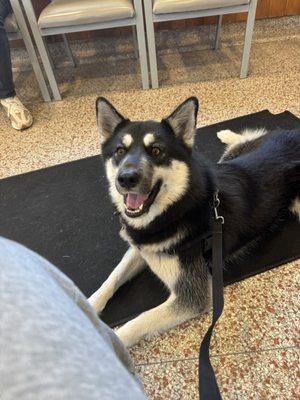 Spirit excited for her vet visit!