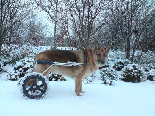 Ziggy in Eddie's Wheels