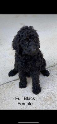 Standard poodle