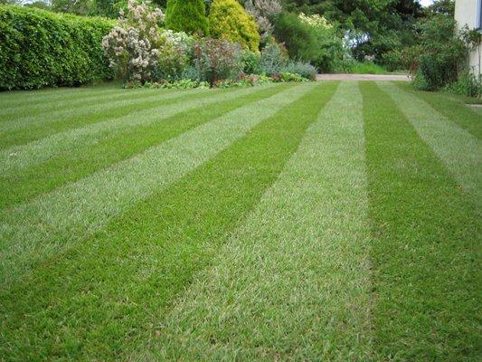 Meet your new lawn!