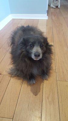 My beautiful long haired dachshund before his tragic grooming