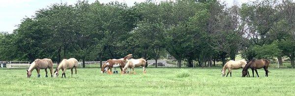 Our ponies