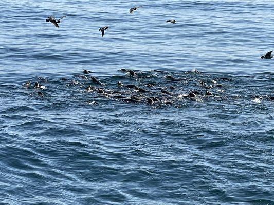 Sea Lions