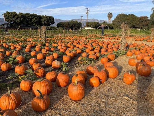 Fields of pumpkins