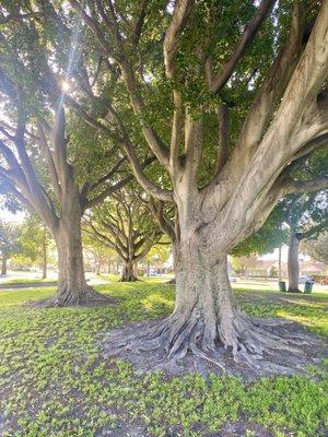 Love the large trees here.