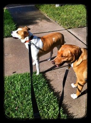 Lola and Charlie out on our morning walk enjoying the cool breeze