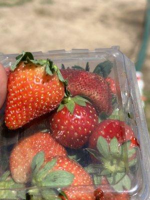 Fresh strawberries