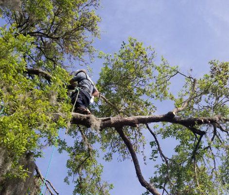 When we can not get our bucket trucks to the tree we roll up our sleeves and get to work climbing. We only climb trees on rope systems.