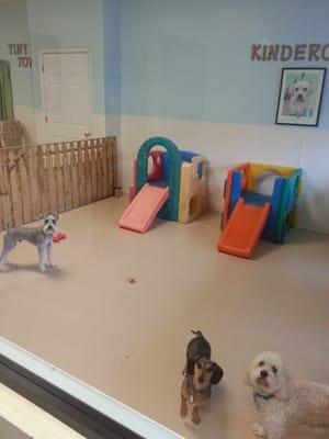 Play area for small dogs