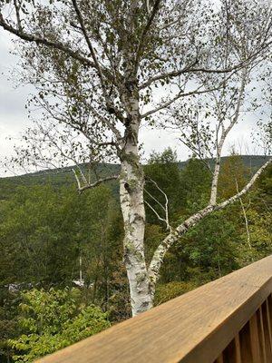 View from the back patio behind the common area kitchen