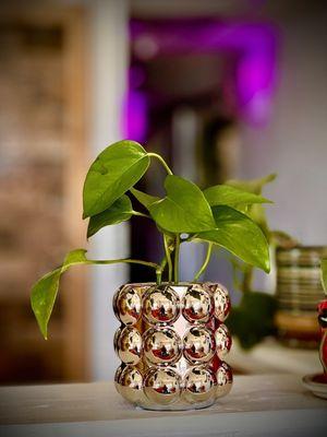 Nice potted plant that moved from the old office to the new office location.