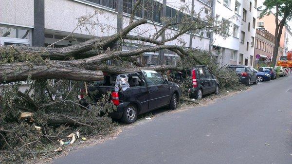 fallen trees