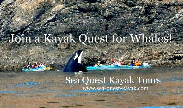 Sea Quest Kayak Tours