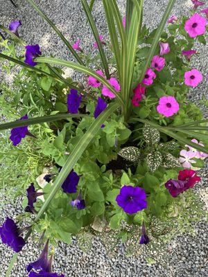 Pretty flowers line the outdoor dining garden.