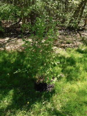 Vernal witchhazel, with leaves already doubled in growth in 2 weeks! Planning to get a fall one too!