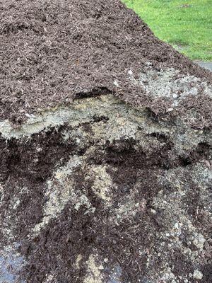 Layers of sand in bark