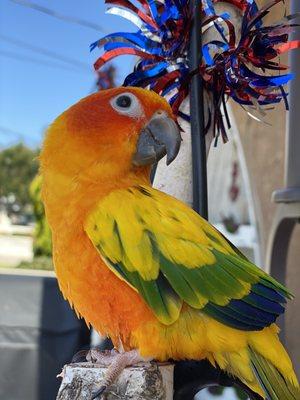 Sun conure born and raised at Birds & More! Living his best life!