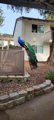 Peacocks can be found living on the grounds of Dry Creek Apts