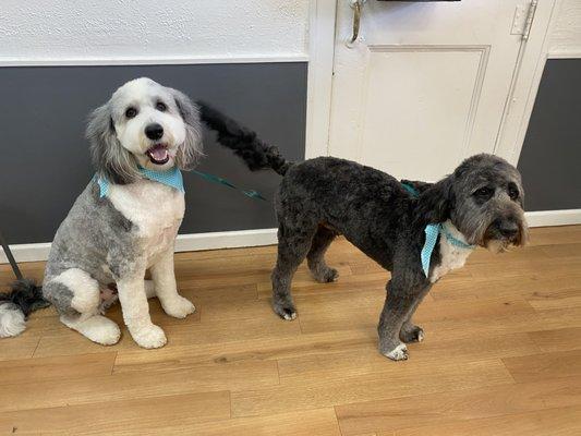 Louie #Sheepadoodle Carson #Aussiedoodle #Brothers #platinumpoochgroomingcle #welovedirtypoochies #groomerlove #doggroomers #cledoggrooming