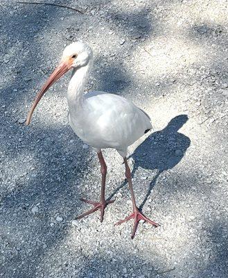 This beautiful white Florida bird